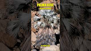 La increíble Palma Azul del desierto de Baja California