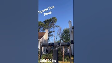 Speed Lining a Loblolly Pine with my 201tc!