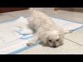 Coco Syncope (Maltese Dog Heart Disease / CHF)