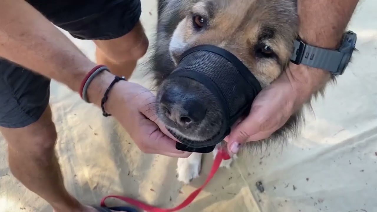 Make Vet Visits & Grooming Safer with A+a Pets Muzzle 🏥