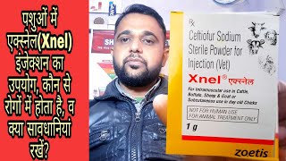 पशुओं में एक्स्नेल(Xnel) इंजेक्शन का उपयोग, कौन से रोगों में होता है, व क्या सावधानियां रखें?