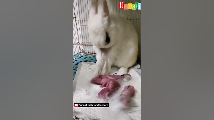Mumma Rabbit Giving Birth - 4 Bunnies #shorts #short #rabbitbirth