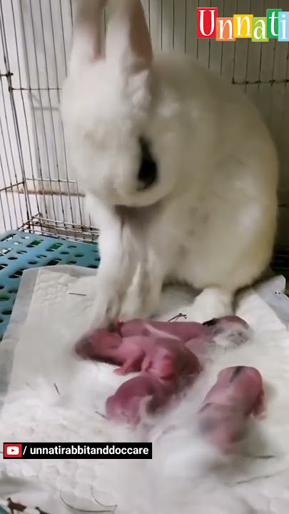 Mumma Rabbit Giving Birth - 4 Bunnies #shorts #short #rabbitbirth