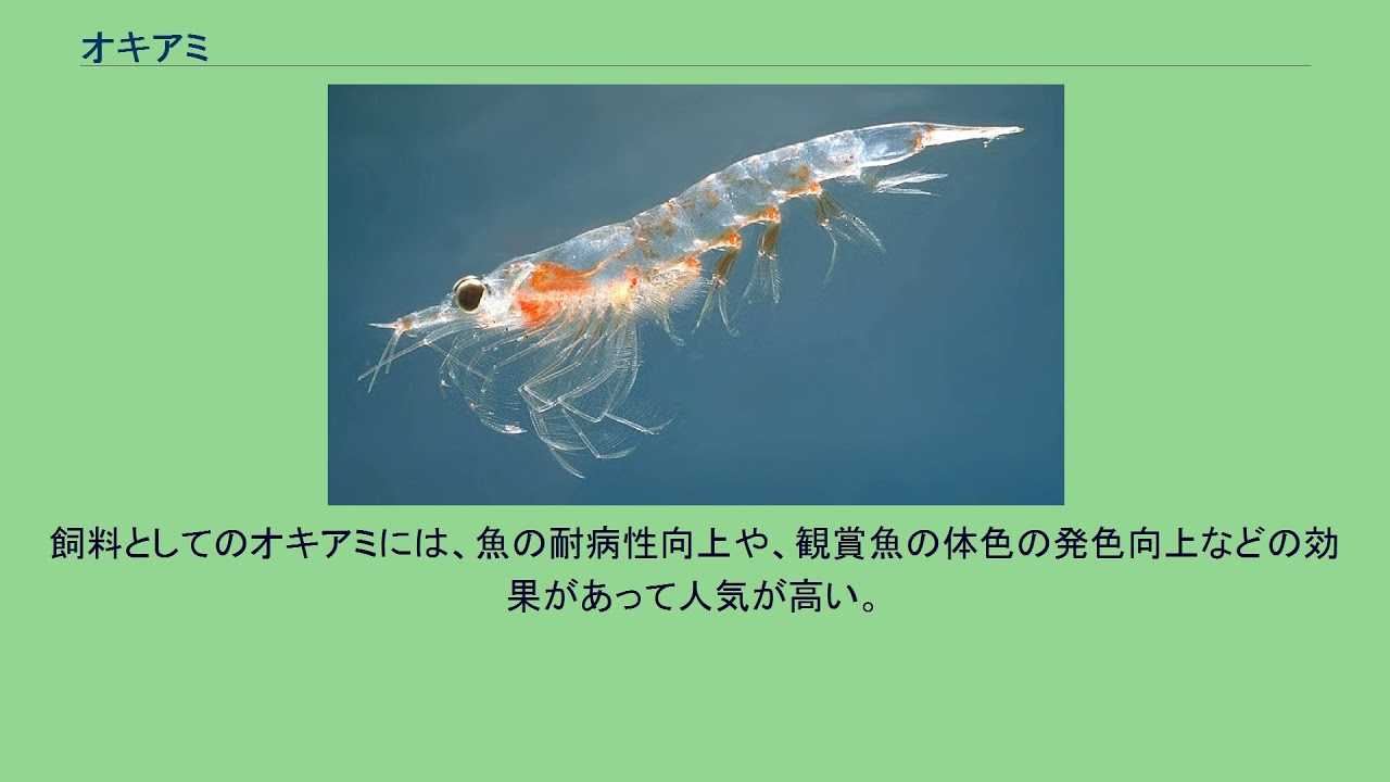 オキアミ