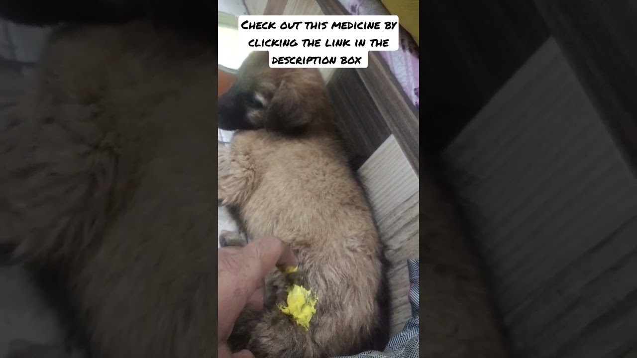 M Lorax Veterinary Cream usage and advantages ( watch till the end) 