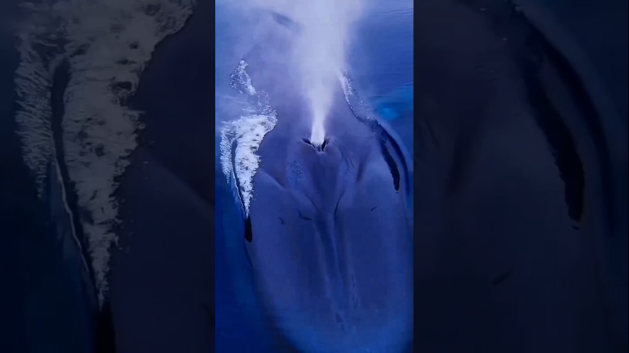 Kenapa Paus Bukan Ikan?