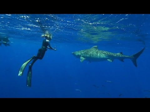 Shark Whisperer Ocean Ramsey revealed - YouTube
