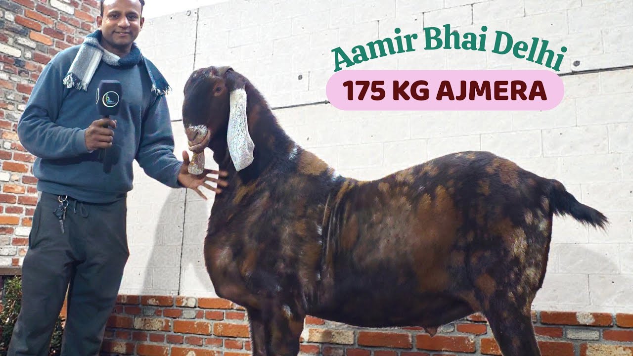 HEAVY WEIGHT 175 KG AJMERA BAAJWAS | AAMIR BHAI DELHI 