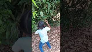 in mango garden