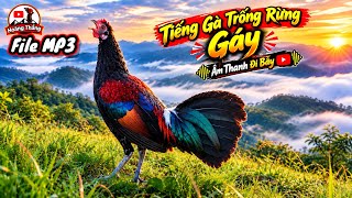 Tiếng Gà Trống Rừng Gáy Chuẩn Hay | Hoàng Thắng 