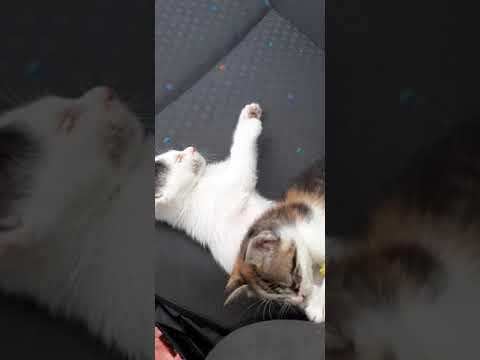 cat playing