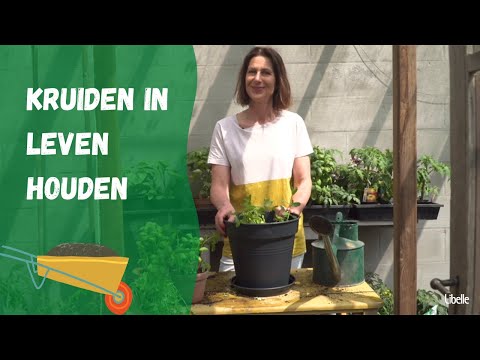 Video: Planting Store Gekocht Basil: Kun je supermarkt Basil Plants verpotten