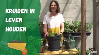 Kruidenplanten Uit De Supermarkt Zo Hou Je Ze Langer In Leven