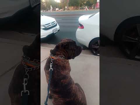 #canecorso #song  #prince #red #corvette #love #concert