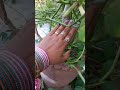 bangle #nature #bangles #happy#shorts