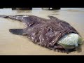 Un cong sest prcipit dans la mer et a rencontr une scne rare 10 kilogrammes de gros monstres