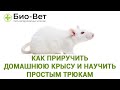 Как приручить домашнюю крысу и научить  простым трюкам