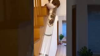 1 Boru, 1 Kedi 1 Pipe, 1 Cat Ğlence Şfet