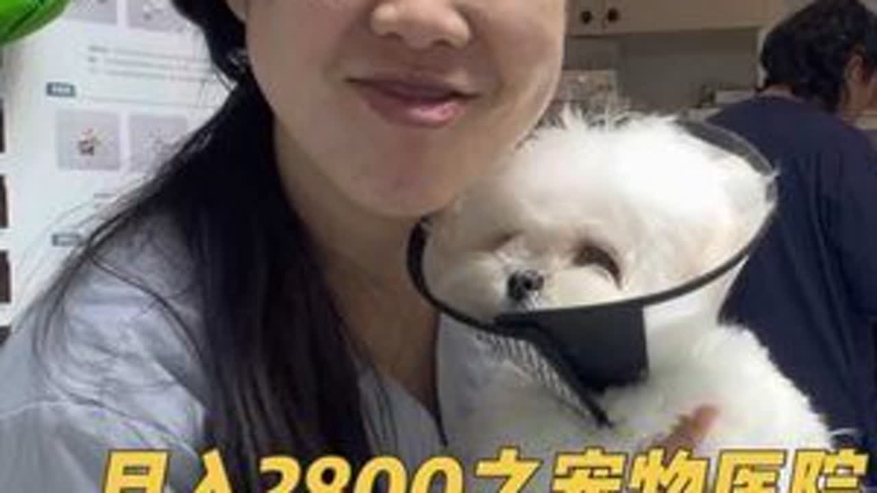 月入2800之宠物医院春节值班vlog #萌宠出道计划 #vlog #宠物医院 #我的逗比同事 #猫