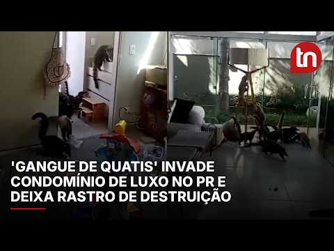 'Gangue de quatis' invade condomínio de luxo no PR e deixa rastro de destruição