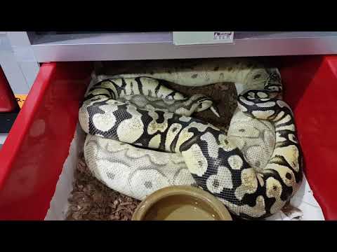 Ball Pythons Locking