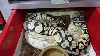 Famous Ball Pythons Locking Wealth