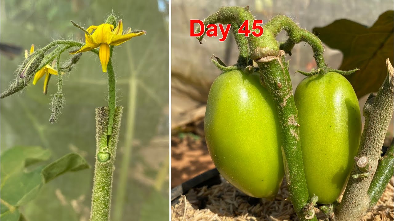 новые идеи | привить цветок помидора с растением дикого баклажана
