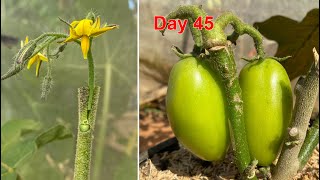 New idea | Grafting tomato flowers into wild eggplant plants