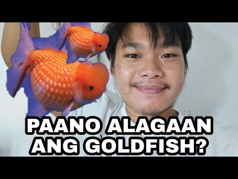 Video: Paano Mag-aalaga Ng Isang Goldpis