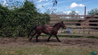 Norris the Mustangs first time working under saddle