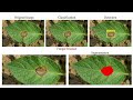 AGRINOVA - An Integrated AI-IoT Robotic System for Smart Agriculture