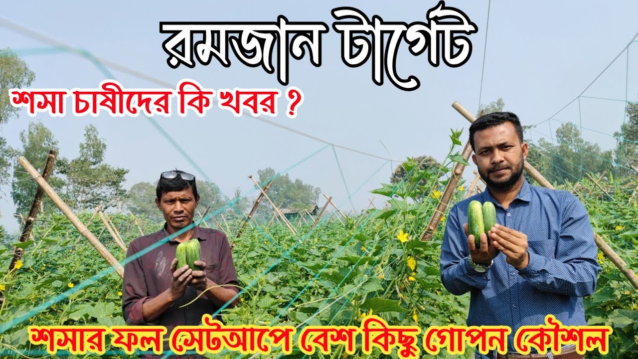 দাম আছে কিন্তু শসা নাই। শসা সেটআপে কি কি করনীয়? 