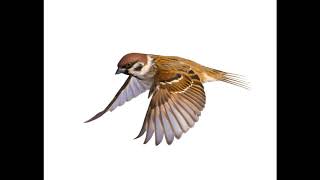 The Flying Machine By Ray Bradbury