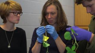 Applied Biotechnology in ISAT