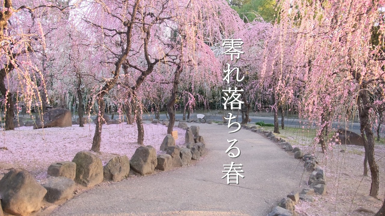 春がこぼれ落ちる景色３選　夕陽に照らされた桃源郷