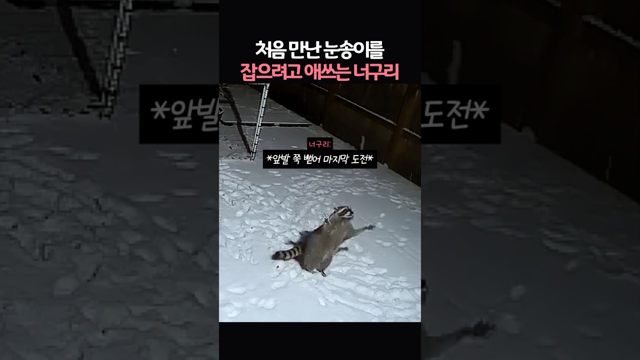 처음 만난 눈송이를 잡으려 애쓰는 너구리