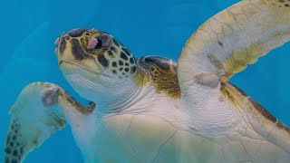 New Wildlife Rescue Center at Texas State Aquarium by Caller-Times | Caller.com 71 views 1 year ago 48 seconds