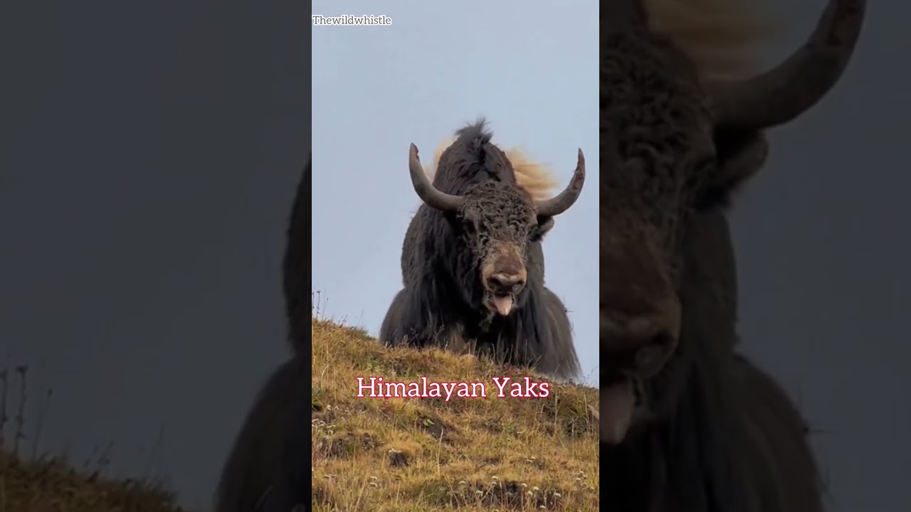 aggressive behaviour of Yaks