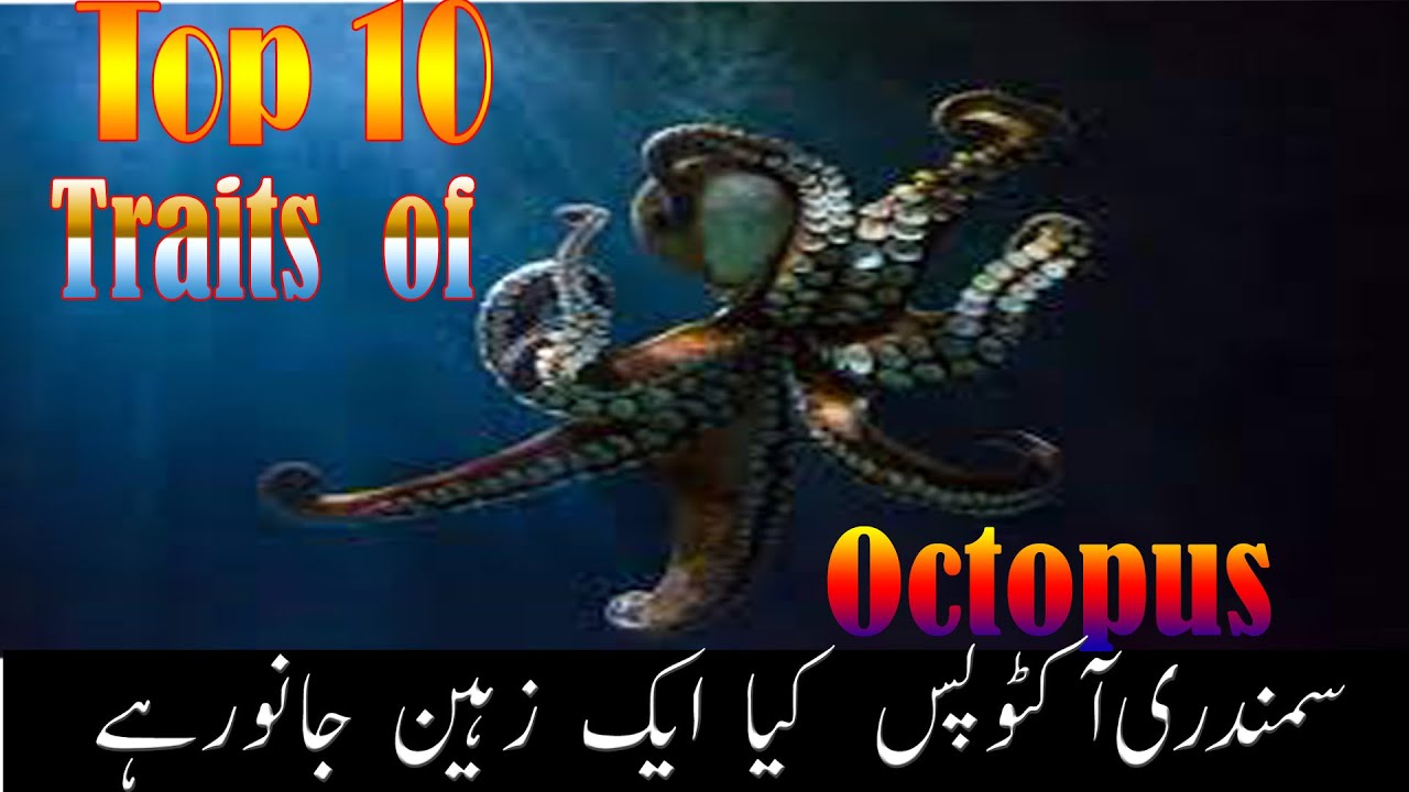 Top 10 Facts About Octopus Insane Biology Of Octopus Most Beautiful 