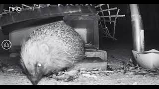 Food envy...two male hegehogs having another scuffle 🦔🦔