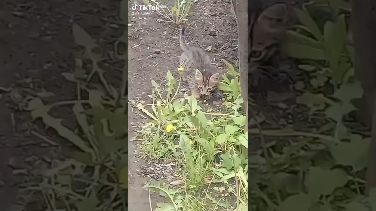 удивительные существа 😻