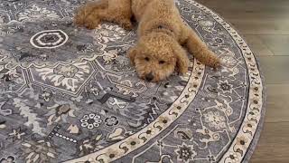PURRUGS Vintage Farmhouse Boho Area Rug 6x6 ft, Non Slip Machine Washable Round Rug Review