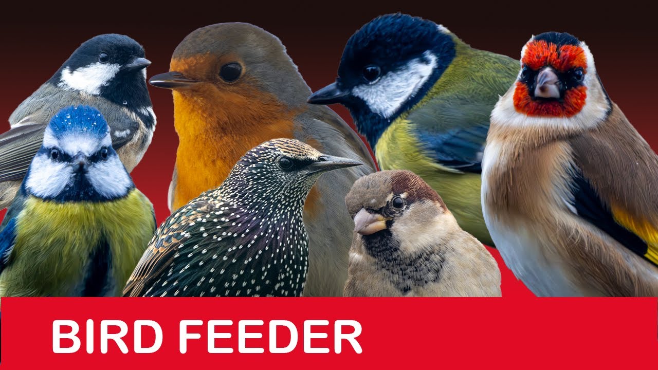 Bird Feeder Cam in Scotland - 16th January 2026