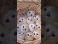フクロウさん見て癒やされたら寝ろwww #動物 #フクロウ