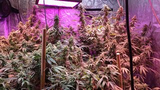 Day 34 of Flower @NUGGY-420-A.D.E.D @TheHappyCultivator @Wilde42 @MsKaysGarden @GirlyGanja