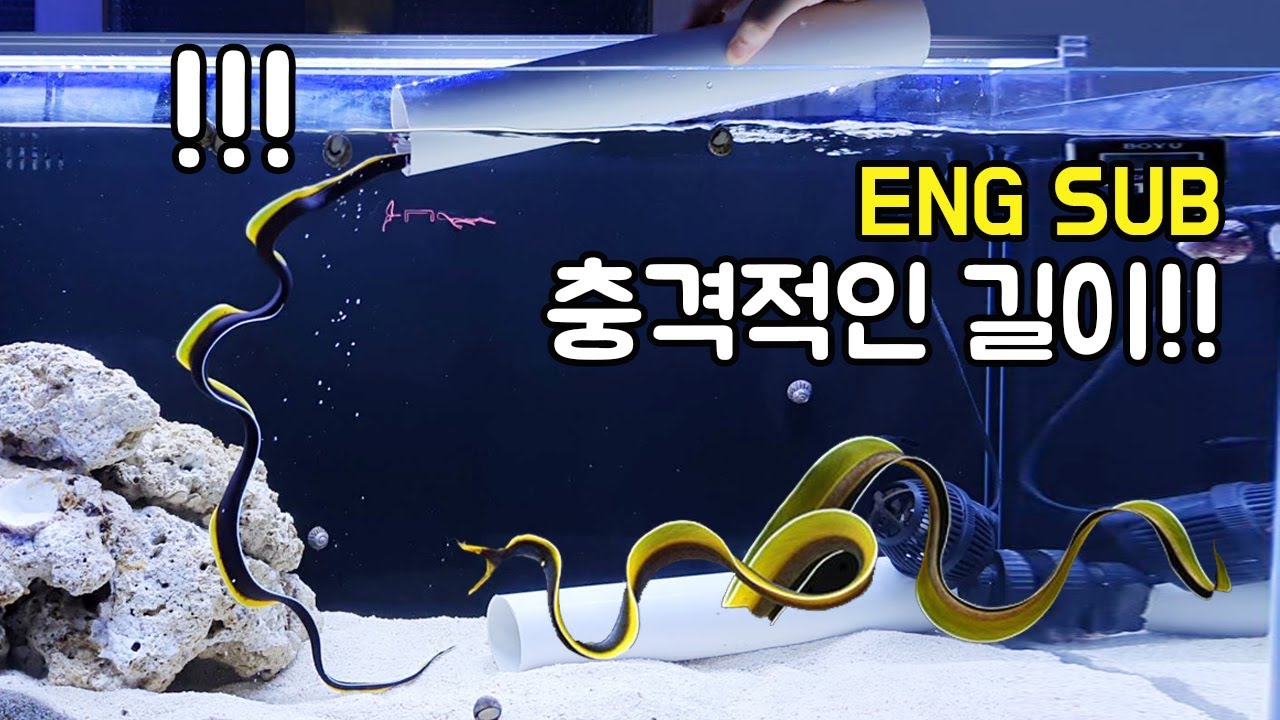 이런 생물은 처음입니다... 손연재선수가 떠오르는 마법의 생물! [TV생물도감]