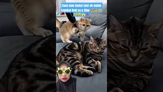 Mischievous grandchild #shortsfeed #funny #cute #cat #cat