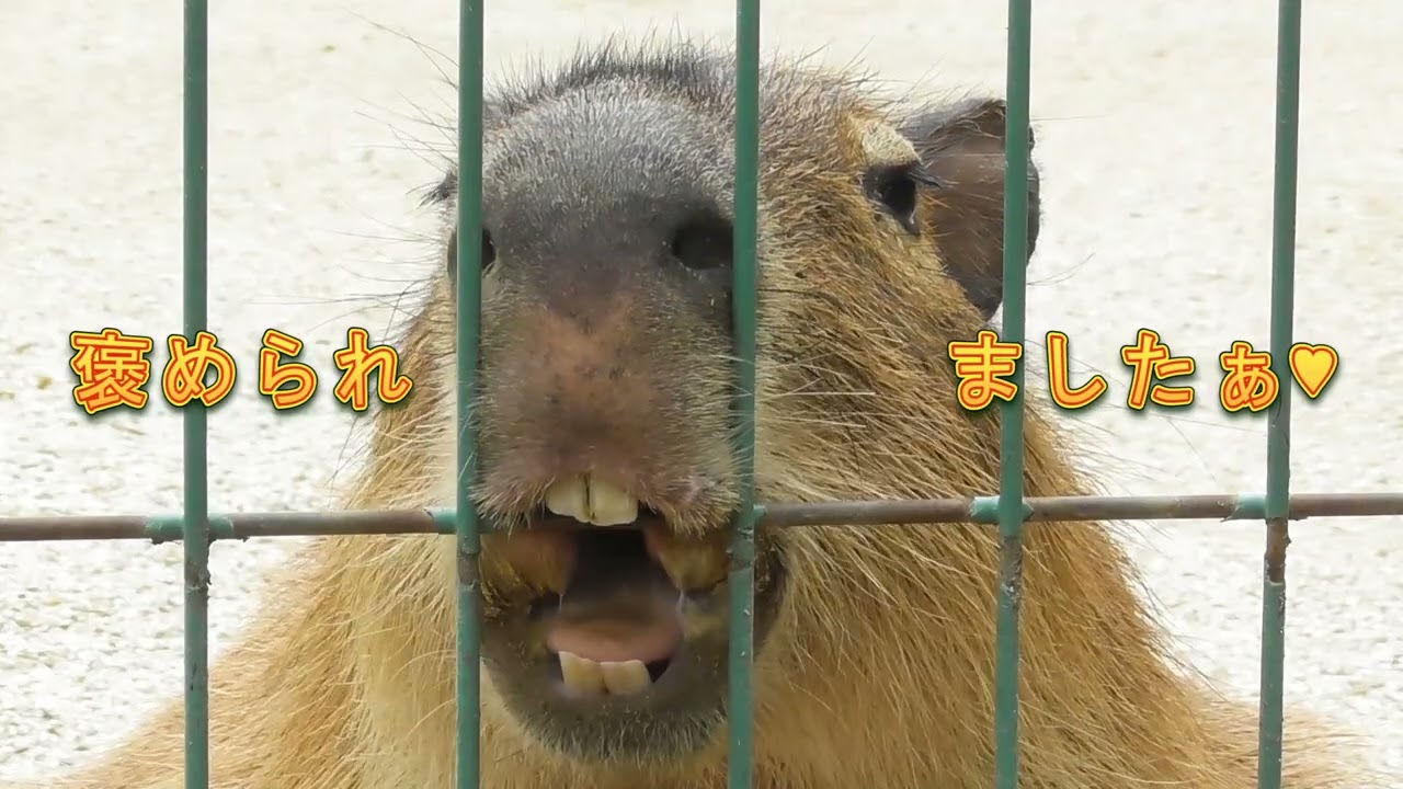 カピバラの子はカピバラ Capybara's baby is a capybara - funny