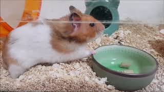 茶丸君659　お昼はのろい・・・？！