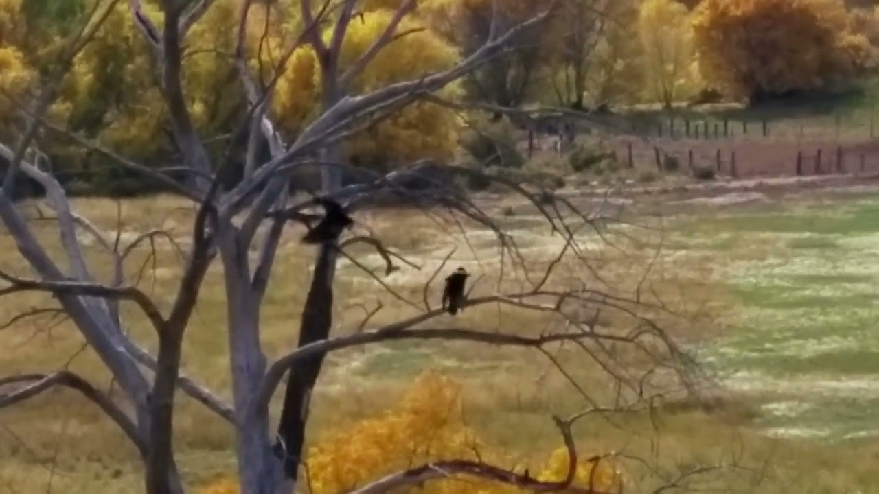 Eagles Fighting Colorado UAP Orb
